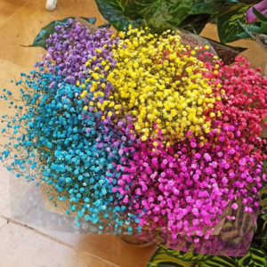 קשת הגיפסנית