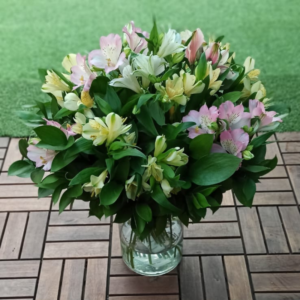 אלסטרו רענן