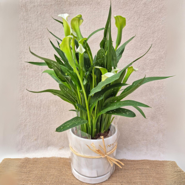 קלה לבנה (Zantedeschia aethiopica)