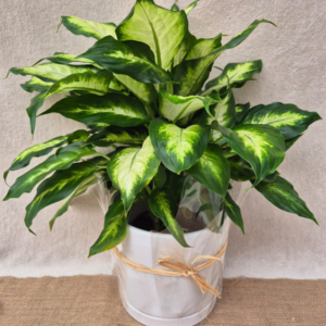 דיפנבכיה (Dieffenbachia)