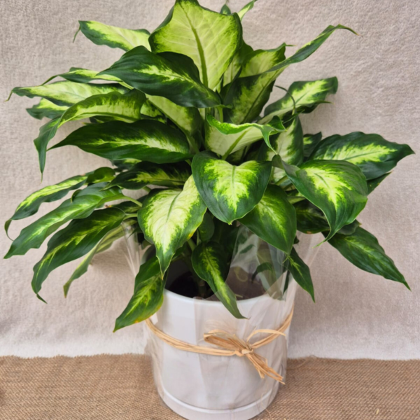 דיפנבכיה (Dieffenbachia)