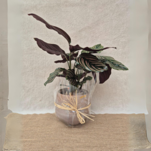 קלתאה אורנטה(Calathea)
