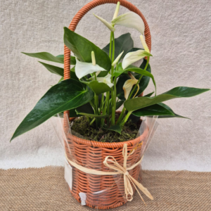 אנתוריום (Anthurium)