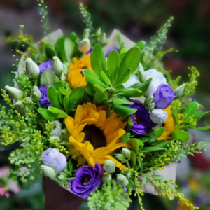 סגול של שמש