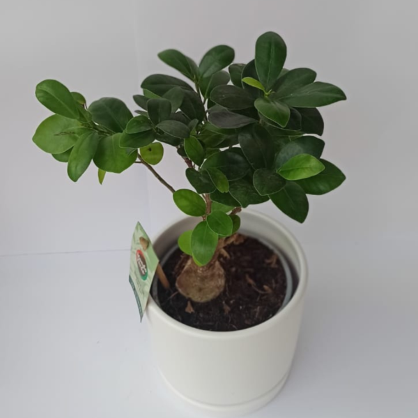"פוקוס ג'ינסנג" (Ficus Ginseng) - עציץ שולחני קטן