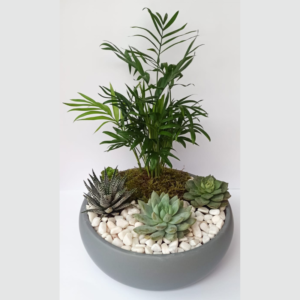 דקל קנציה (Chamaedorea elegans) עם סוקולנטים שונים
