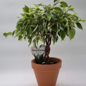 פיקוס בנימינה ננסי-בונזאי(Ficus Benjamina)
