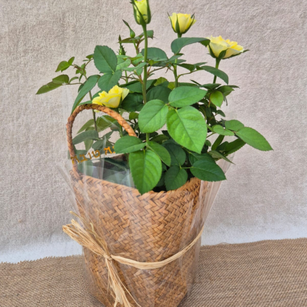 ורד ננסי (Miniature Rose)