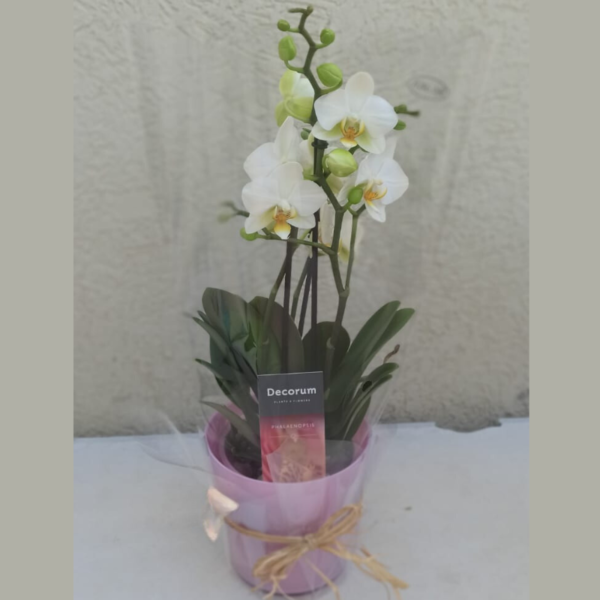 סחלב אורכידיאה פלנופסיס (Phalaenopsis)