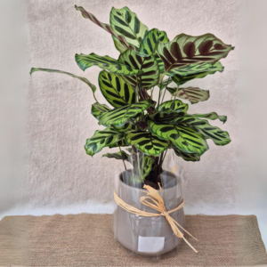 קלטאה מקויאנה (Calathea)
