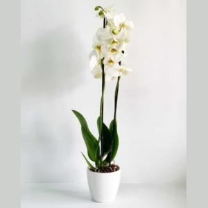 סחלב אורכידיאה פלנופסיס (Phalaenopsis)