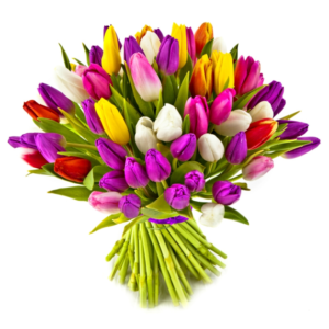 חגיגת טוליפים צבעונית